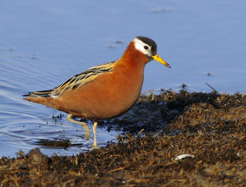 ����������� ���������